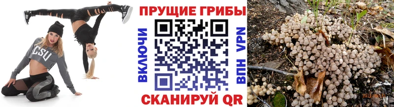 дарк нет наркотические препараты  продажа наркотиков  Каргополь  Галлюциногенные грибы MAGIC MUSHROOMS 